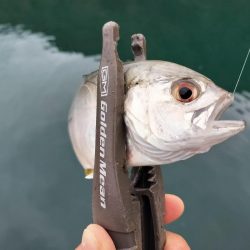 朝マズメのアジング