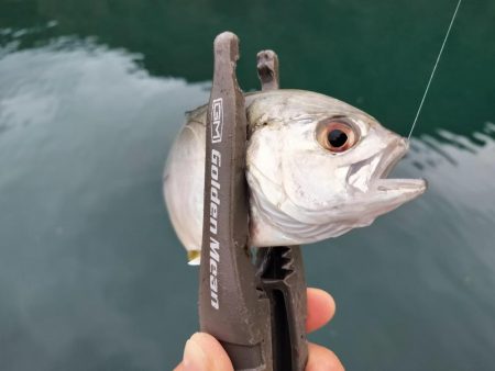 朝マズメのアジング