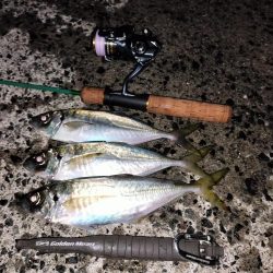 鱒レンジャーアジング