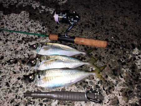 鱒レンジャーアジング