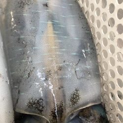 2022 佐渡ヶ島エギング 39回目【10月29日】