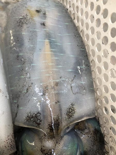 2022 佐渡ヶ島エギング 39回目【10月29日】