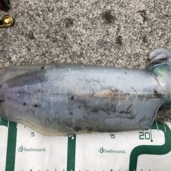 2022 佐渡ヶ島エギング 52回目【11月23日】