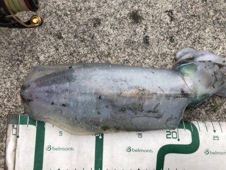 2022 佐渡ヶ島エギング 52回目【11月23日】