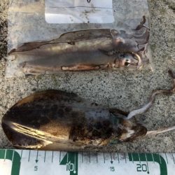 2022 佐渡ヶ島エギング 53回目【11月25日】