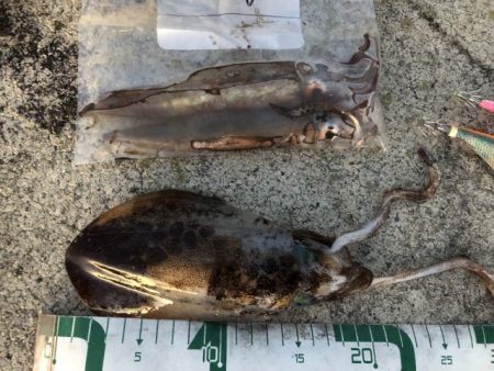 2022 佐渡ヶ島エギング 53回目【11月25日】