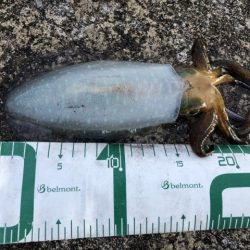 2022 佐渡ヶ島エギング 54回目【11月26日】