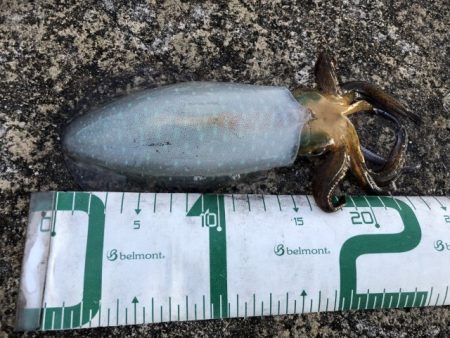 2022 佐渡ヶ島エギング 54回目【11…