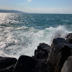 カンパリの情報を参考に