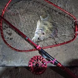 2022/10/31 南港ヘチ釣り釣行