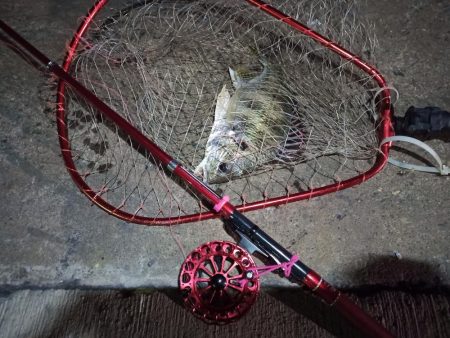 2022/10/31 南港ヘチ釣り釣行