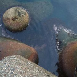 アオリイカ2杯！