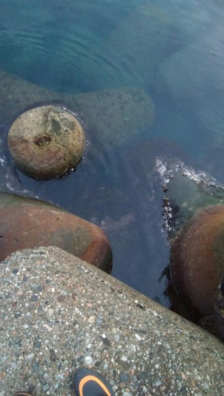 アオリイカ2杯！