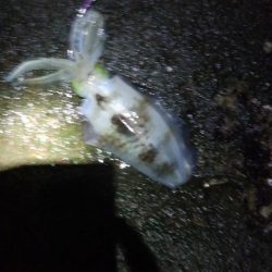 アオリイカ3杯！