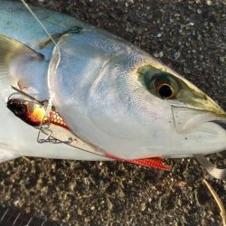 西宮周辺青物好調！！