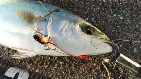 西宮周辺青物好調！！