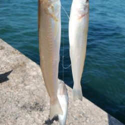 播磨新島のキス情報