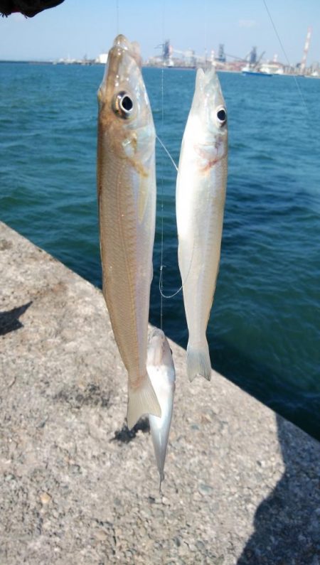 播磨新島のキス情報