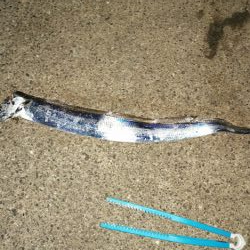 釣れましたがサイズが。。