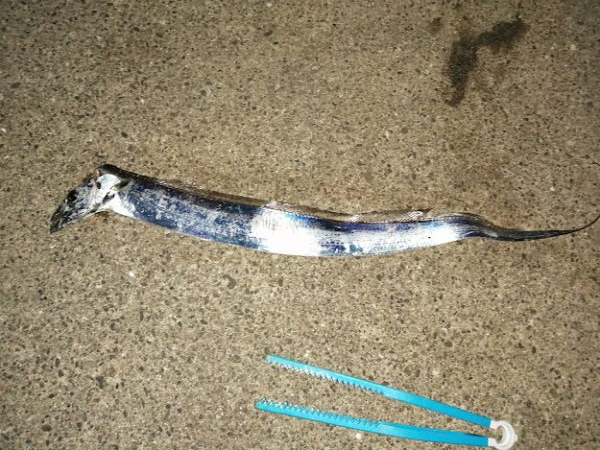 釣れましたがサイズが。。