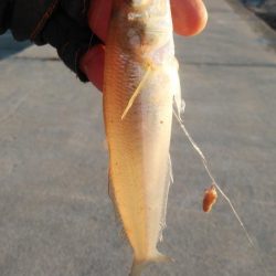 江井ヶ島のキス情報