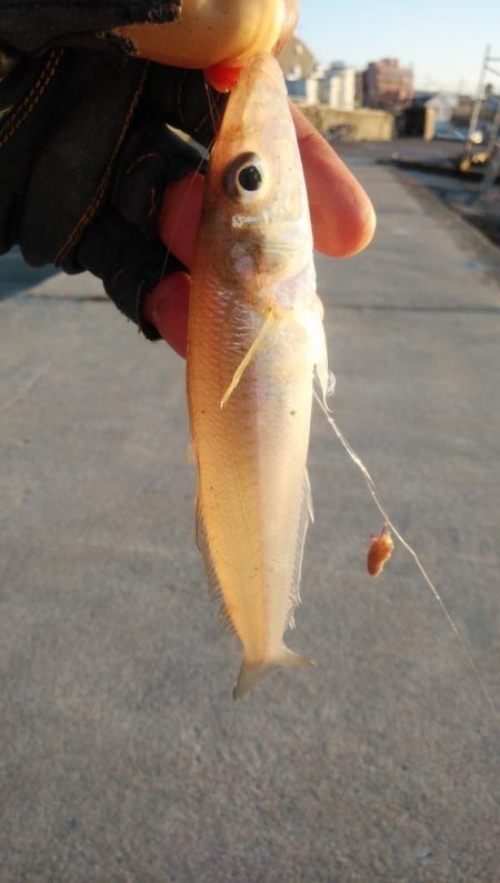 江井ヶ島のキス情報