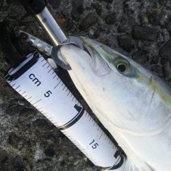 秋の青物狙いpart 6