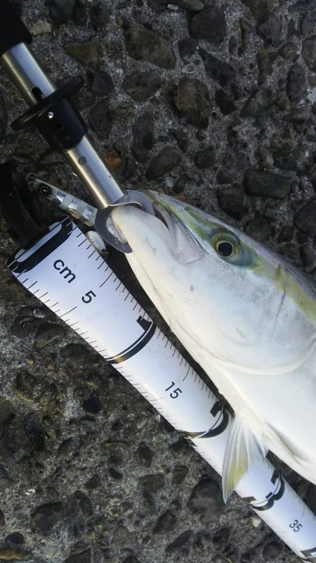 秋の青物狙いpart 6