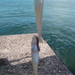 播磨新島のキス情報