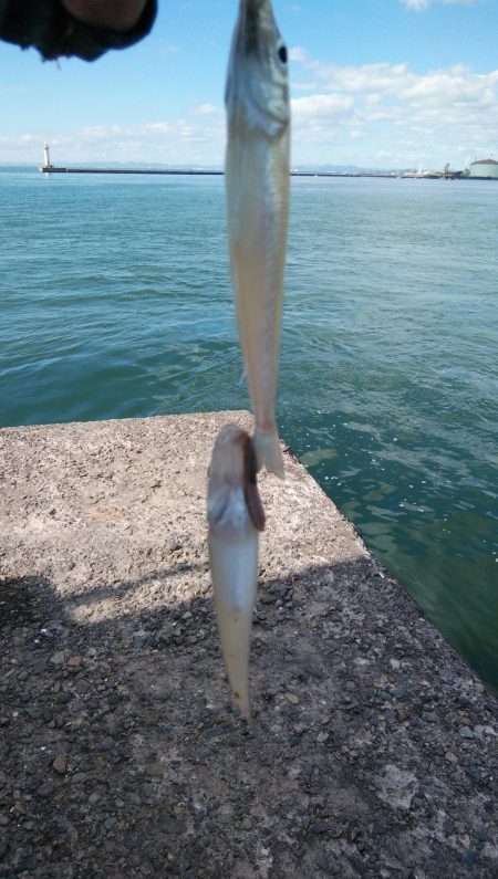 播磨新島のキス情報