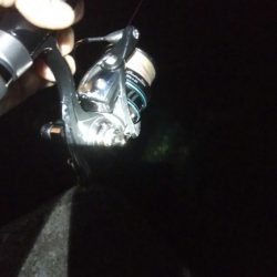 アオリイカ1杯! バラシ1杯