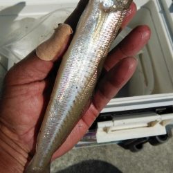 久々の良型キスが釣れました