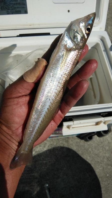 久々の良型キスが釣れました