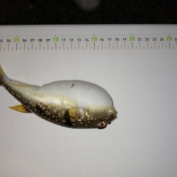 20cm超えちらほら