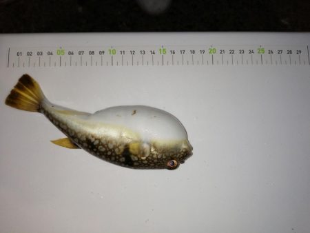 20cm超えちらほら