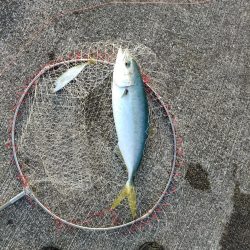 メジロ・ハマチ・アジ・・・