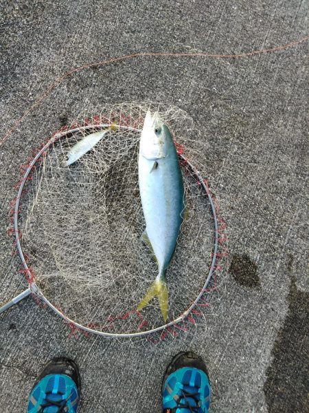 メジロ・ハマチ・アジ・・・