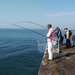播磨新島のキスが居なくなりました
