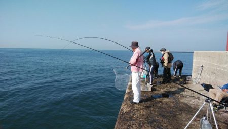 播磨新島のキスが居なくなりました