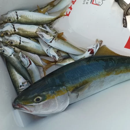 そろそろブリサイズ欲しい