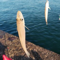 播磨新島のキスが釣れなくなりました