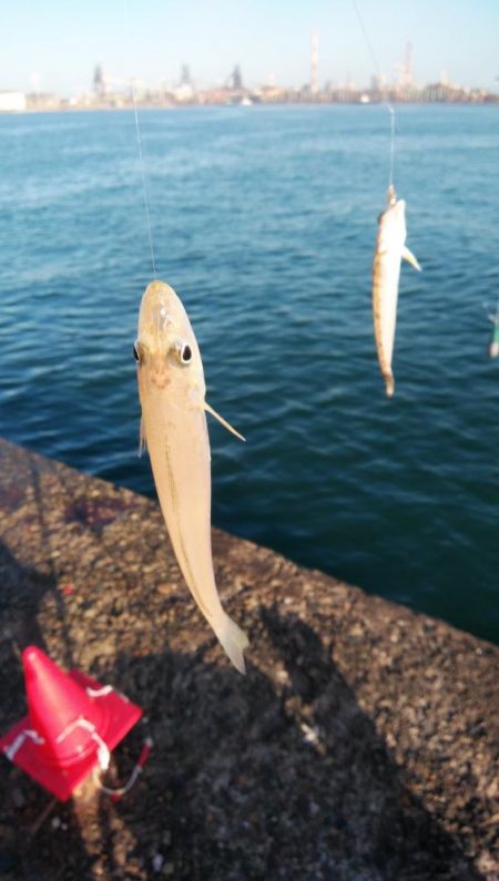 播磨新島のキスが釣れなくなりました