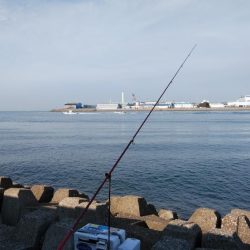 久しぶりに良型キスのアタリを楽しめました