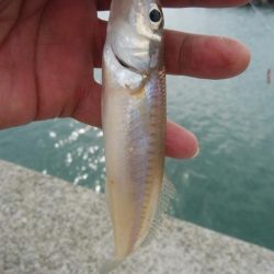 魚住港のキス調査