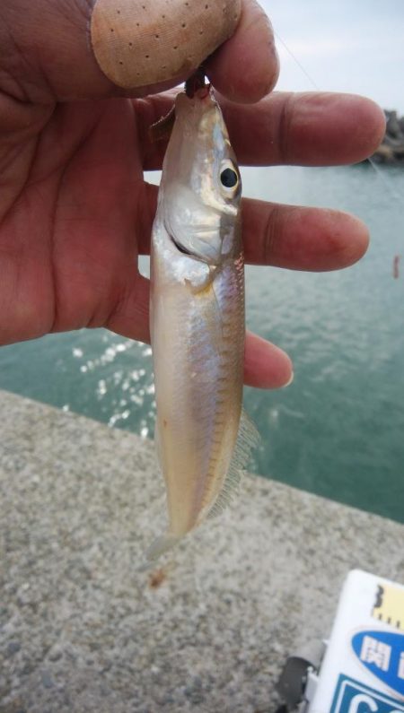 魚住港のキス調査