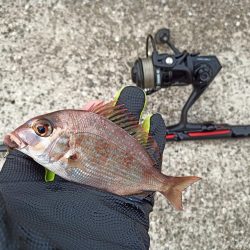 2022/11/19 須磨ライトゲーム釣行