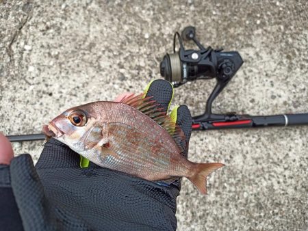 2022/11/19 須磨ライトゲーム釣行