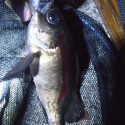 餌釣りメバル
