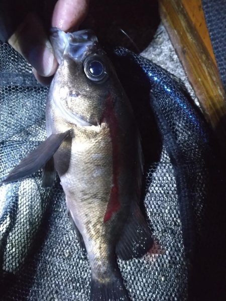 餌釣りメバル