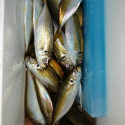 退屈なしの釣り